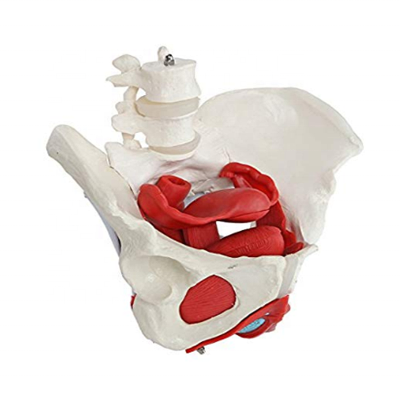 Modelos de enseñanza médica de venta caliente Enseñanza Modelo anatómico Femonía de pelvis de pelvis de hembra adulta