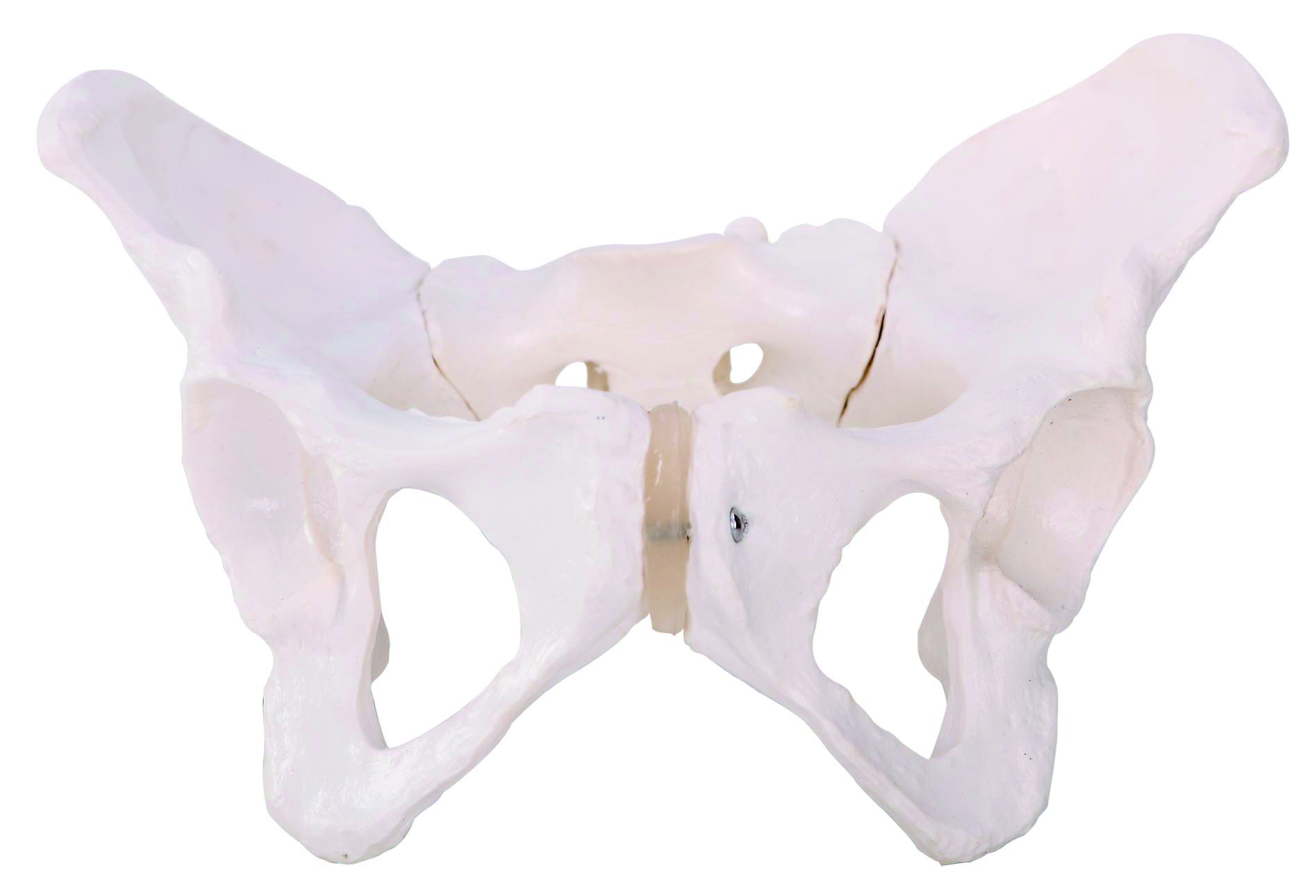 Modelos de enseñanza médica de venta caliente Enseñanza Modelo anatómico Femonía de pelvis de pelvis de hembra adulta