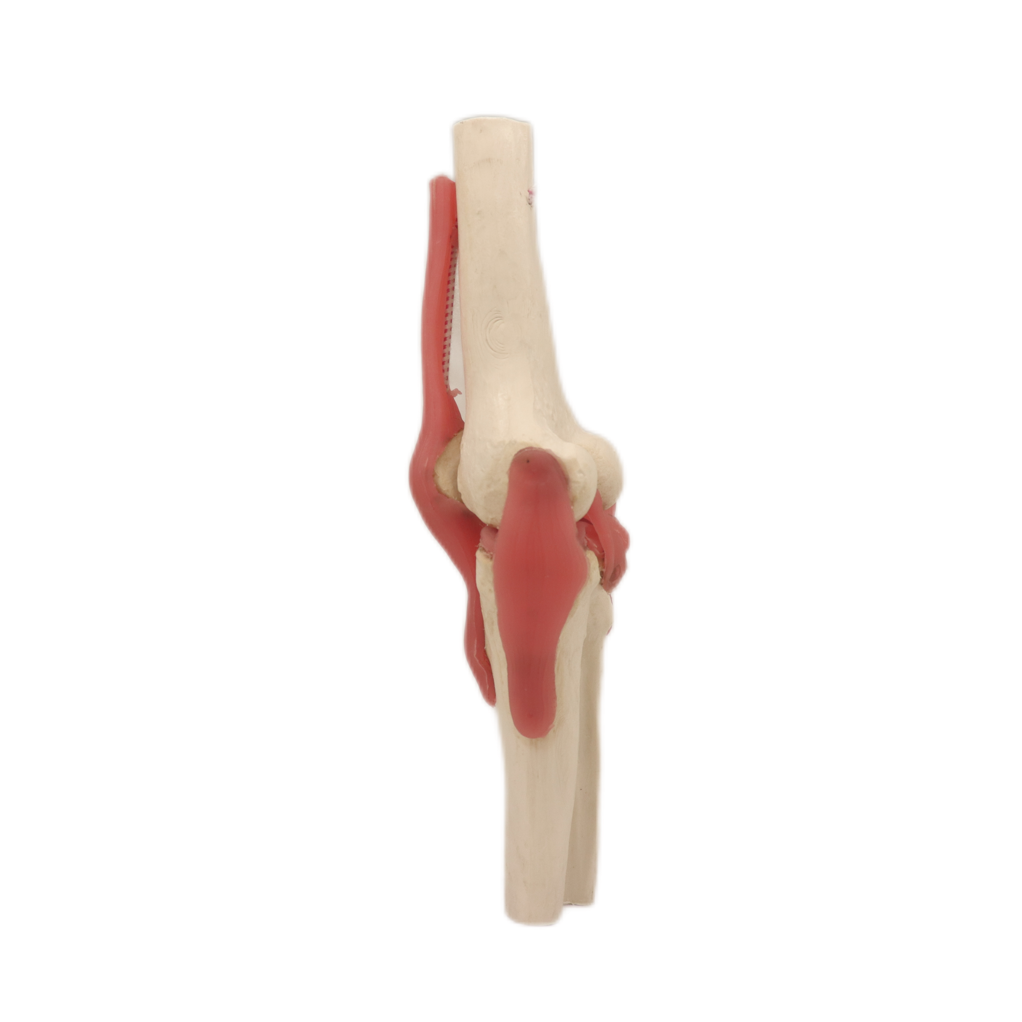 Modelos de enseñanza médica Modelo de articulación de la rodilla del esqueleto del esqueleto de color humano