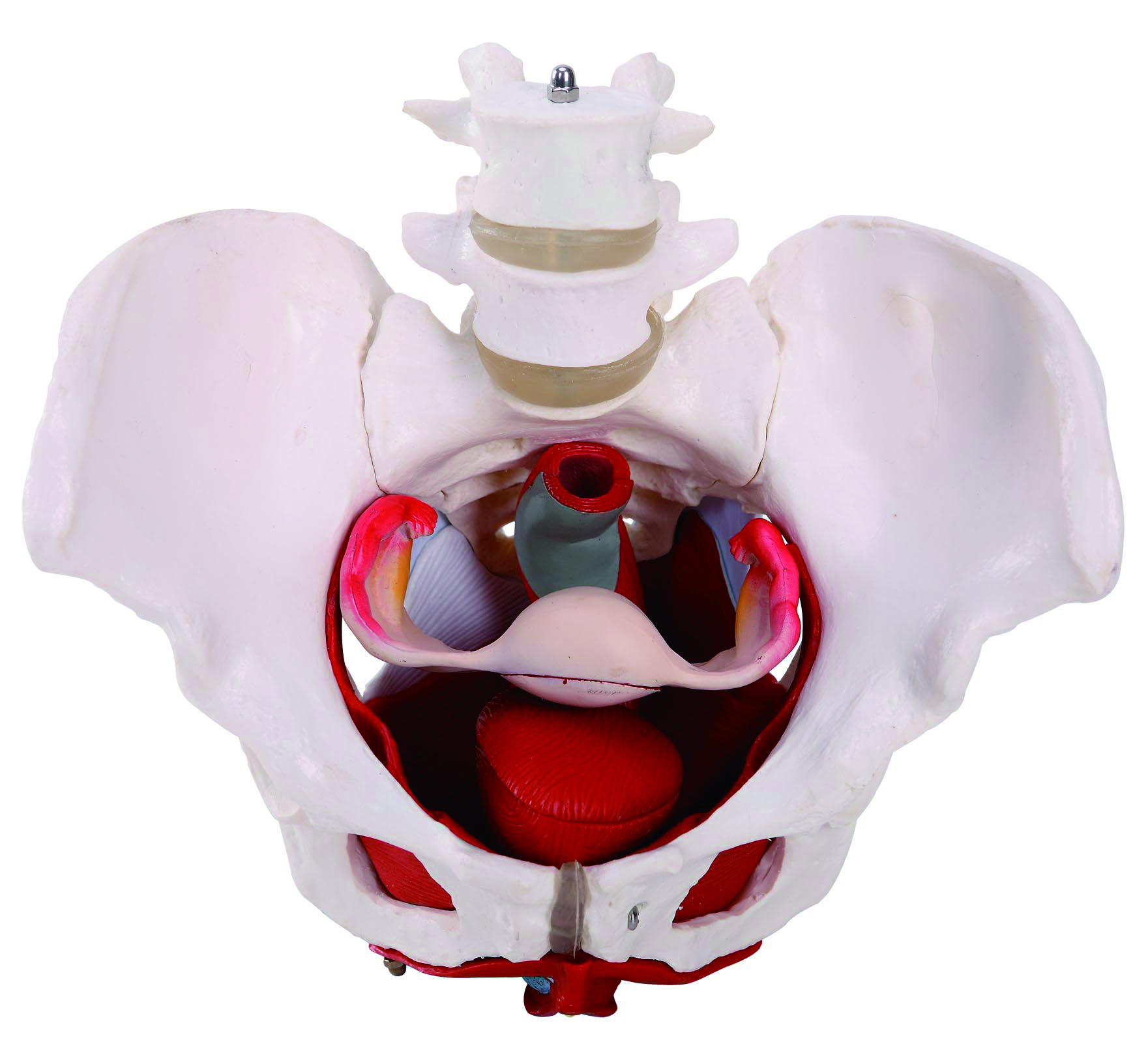 Modelos de enseñanza médica de venta caliente Enseñanza Modelo anatómico Femonía de pelvis de pelvis de hembra adulta