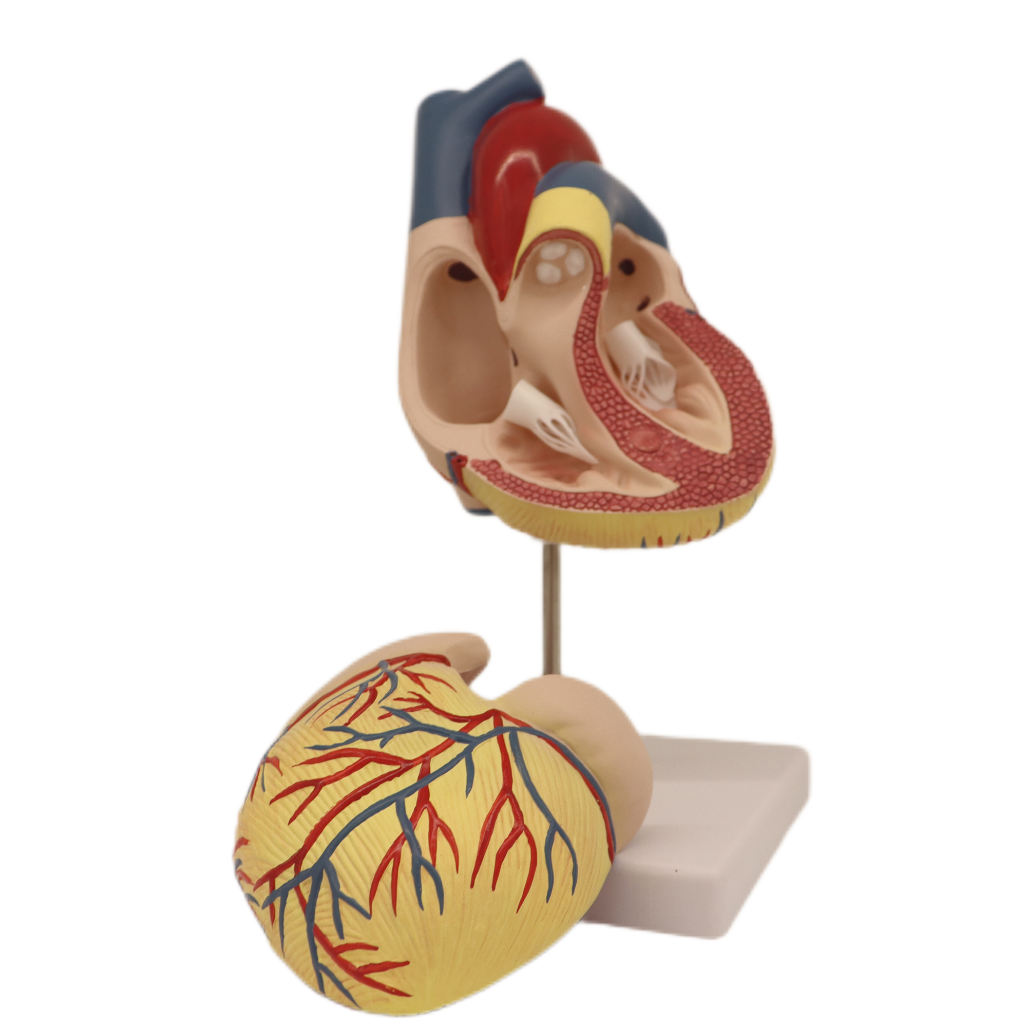 Modelos de enseñanza médica Modelo de disección cardíaca de esqueleto humano